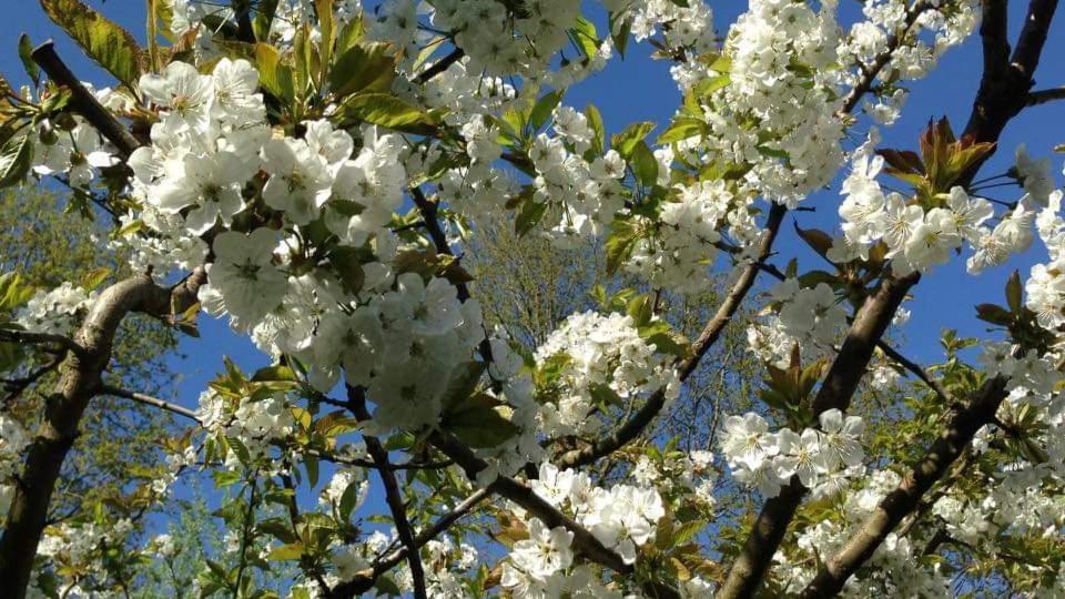 Vakantiehuis Aan Het Bos - Gelegen Aan De Tulpenroute Bant Zewnętrze zdjęcie